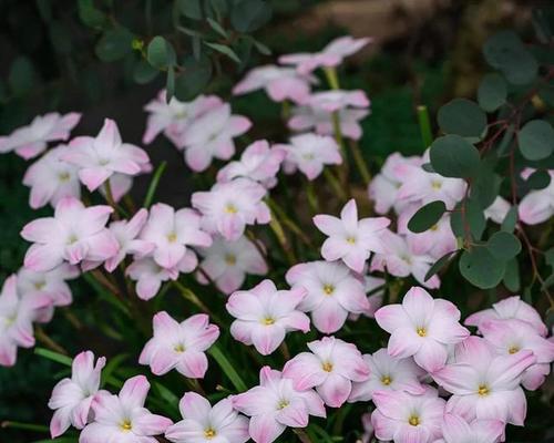 葱兰花（揭秘葱兰花的花语及寓意）