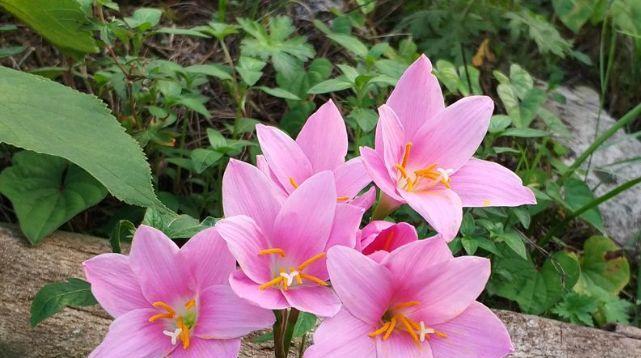 高冷孤傲之花（探寻那些高冷孤傲的花朵）