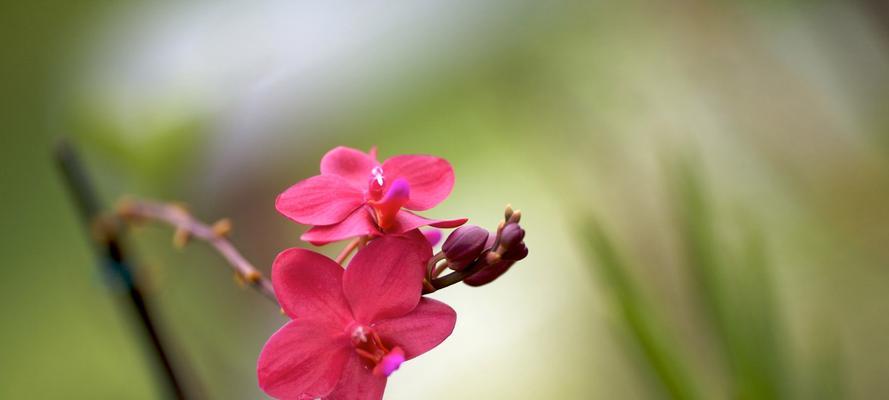 花开一生，情定永恒（以代表一生挚爱的花为主题）