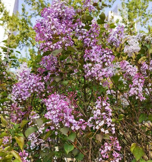 丁香花的花语和寓意（探寻丁香花的神秘符号与象征意义）