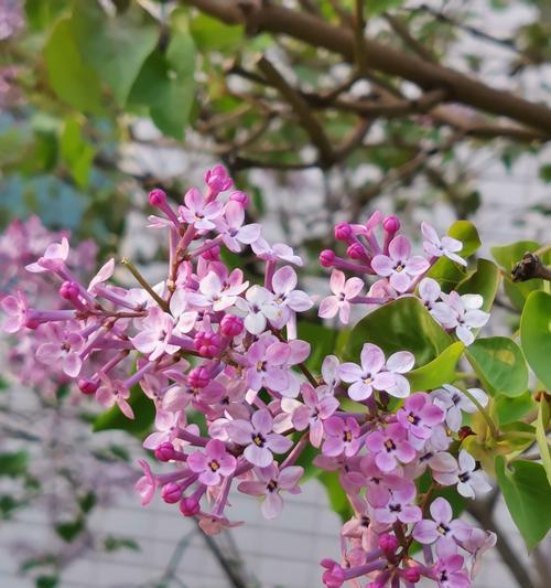 丁香花（浪漫花海中的芳香之王）