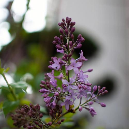 丁香花的花语与寓意（以花语之言传达的美好寓意）