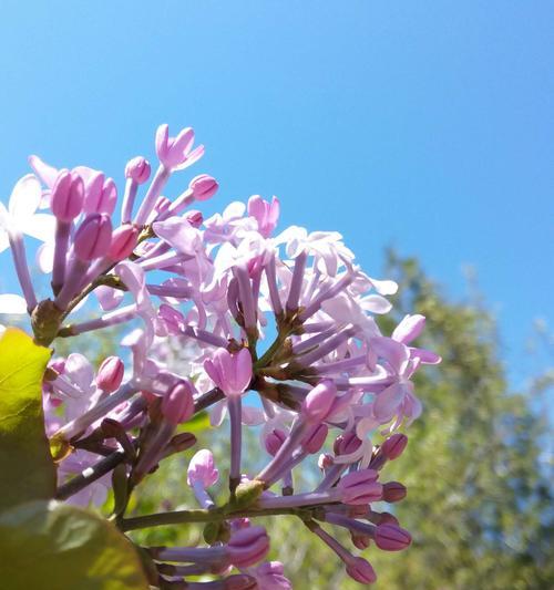 丁香花的代表意义（花香如诗）