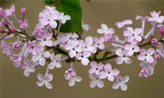 丁香花的花语与寓意（用花语诠释丁香花的美丽与情感）