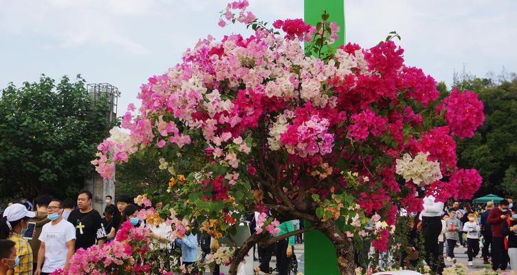 杜鹃花（探索杜鹃花的美丽与意义）