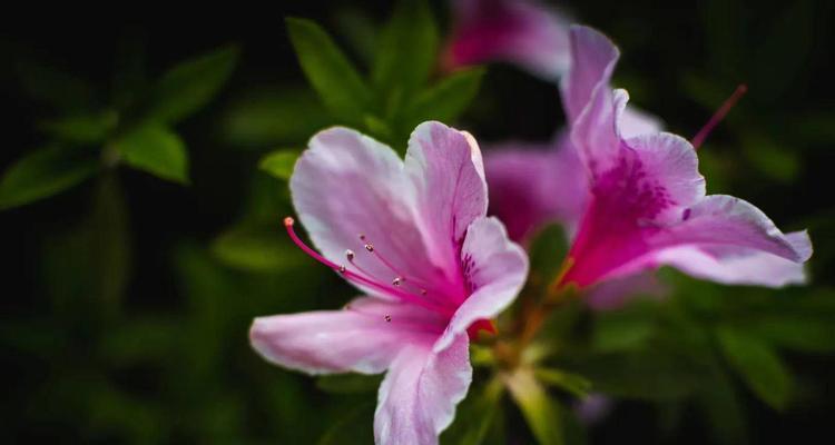 杜鹃花（杜鹃花开尽春暖芬芳）