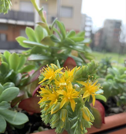 多肉植物花开寓意之探究（探寻多肉植物花朵绽放的寓意与象征意义）