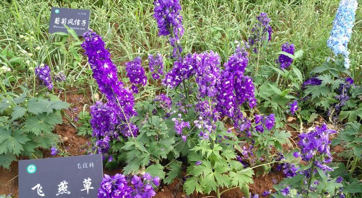 飞燕草的花语及其寓意（追寻自由的精神——飞燕草花语解读）