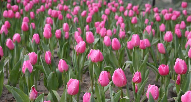 粉色郁金香花语（探寻粉色郁金香的花语）