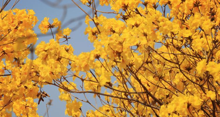 风铃花的花语与传说（探秘风铃花的神秘花语与美丽传说）