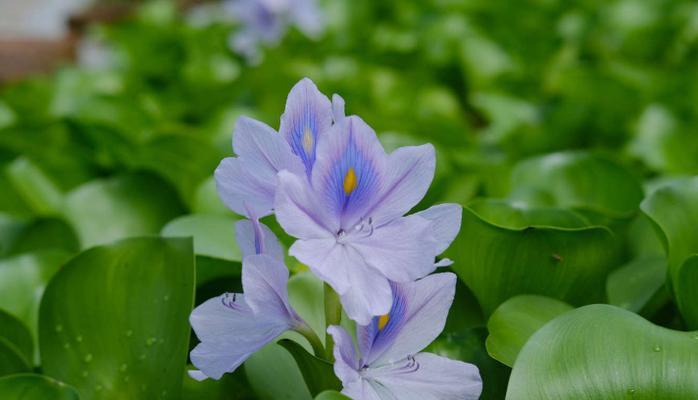 凤眼莲（花语解读）