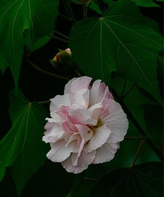 芙蓉花的花语（诠释芙蓉花的丰富花语和美妙寓意）