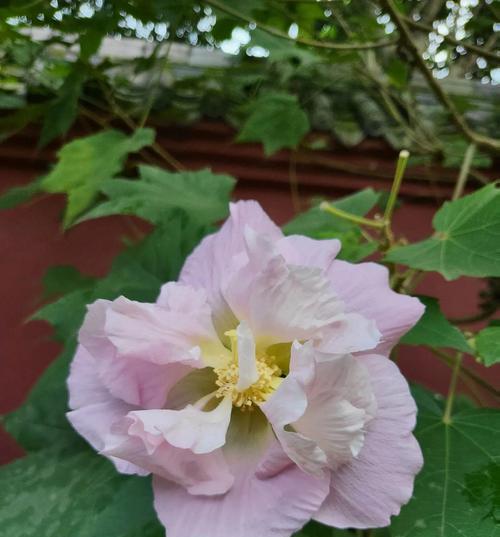 芙蓉花的花语与寓意（探寻芙蓉花的神秘密码——解读芙蓉花的花语和寓意）