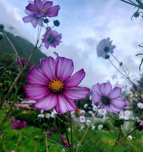 格桑花的花语与意义（揭示格桑花的内涵和象征）