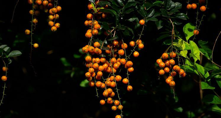 露地花卉之美——探秘花园中的缤纷世界（从樱花、玫瑰到牵牛花）