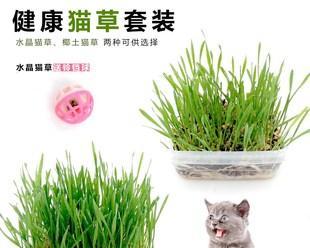 猫草（探究猫草的营养价值及种植方法）