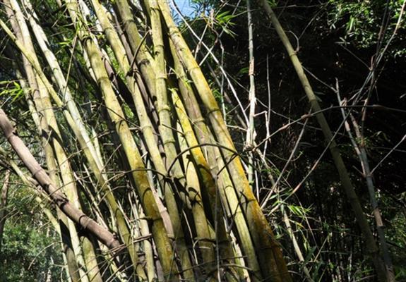 室内木本植物大全（让你的家更有生机的15种室内木本植物推荐）