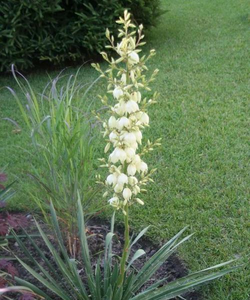 室内耐寒植物（让冬季也有生机）