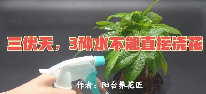 尿液浇花神器（揭秘尿液对植物生长的影响及使用方法）