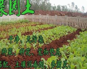 万象玉扇的土壤配比与种植技巧（打造营养丰富的土壤）