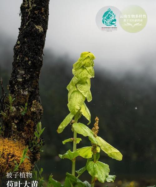 松树是被子植物吗（探究松树的分类地位及其特征）