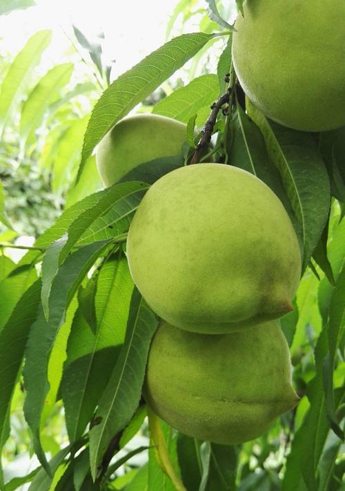 九仙桃成熟季节及其特点（九仙桃成熟季节是什么时候）