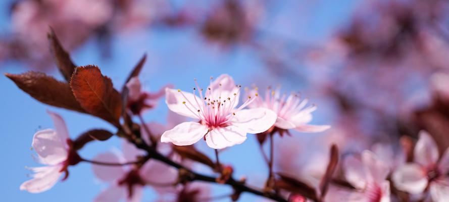 仙境里的桃花海——浅谈桃树花的颜色与特点（描绘桃花的妙色）