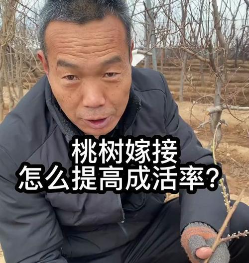 如何提高核桃树嫁接成活率（嫁接成活的关键是什么）