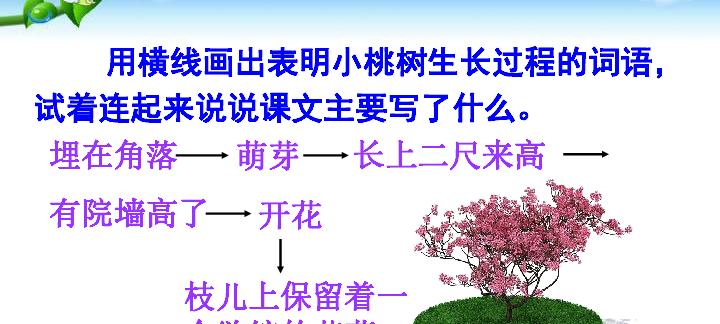 核桃树摘心打顶时间与方法（科学管理提高产量）