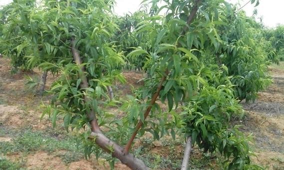 核桃树种植与生长周期全面解析（核桃树种植时间、生长周期、管理技巧）