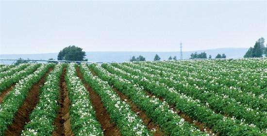 土豆种植最佳时间剖析（掌握土豆最佳种植时间）