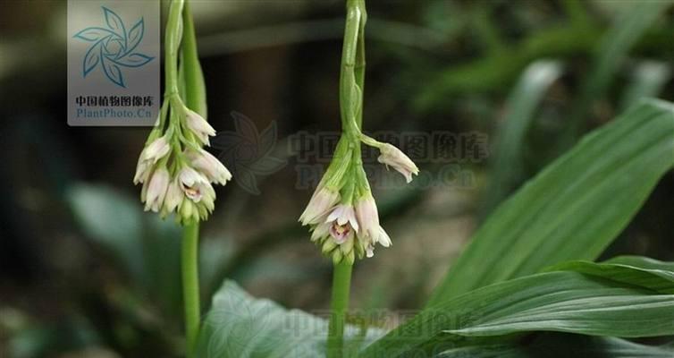 土培植物的种植技巧（从选土到管理）