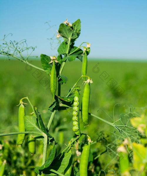 豌豆种植时间和方法（打造丰收的小豌豆田园——豌豆种植全攻略）