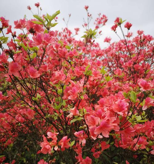 杜鹃花的寓意与美丽传说（探寻杜鹃花的花语和文化背景）