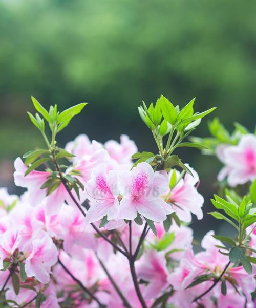 杜鹃花的寓意与象征（传递的生命与希望）