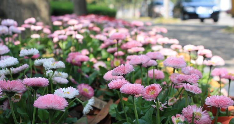 粉色菊花的花语——美丽与温暖（呈现粉色的花卉）