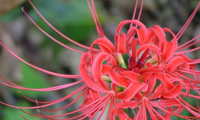 粉色曼珠沙华花语（在花海中领悟生命的意义）