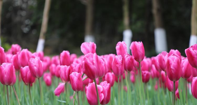 粉色郁金香花语（探寻粉色郁金香所代表的情感和意义）