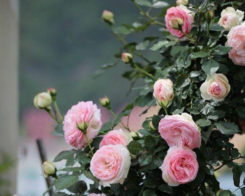 以丰花月季代表意思（花开富贵）