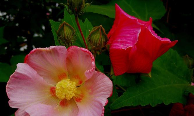 芙蓉花之语（美丽芬芳的芙蓉花及其独特的花语）