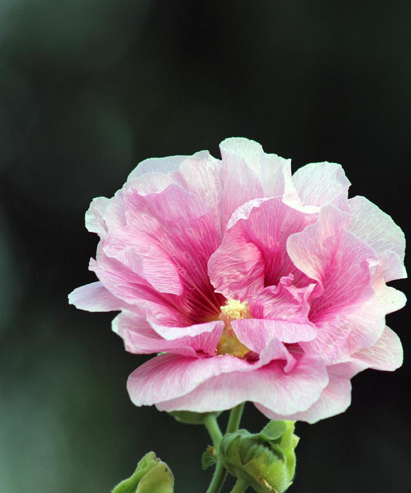 芙蓉花的花语及代表意义（探寻芙蓉花的内涵与象征）