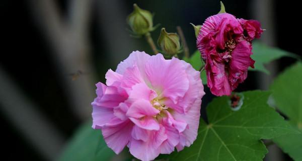 芙蓉花的象征意义及文化传承（从古至今）