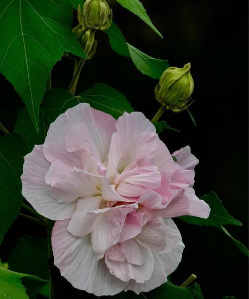 木芙蓉花语——展示坚韧与美丽的象征（木芙蓉的秘密——一朵花背后的故事）