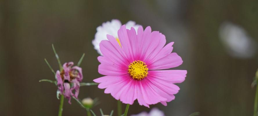 芙蓉树花语（探寻芙蓉树花语的内涵）