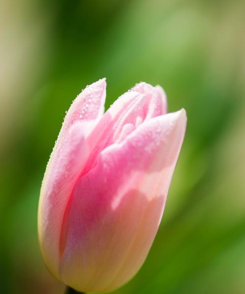 郁金香花语与情感的联结（探寻郁金香花语的深层含义）