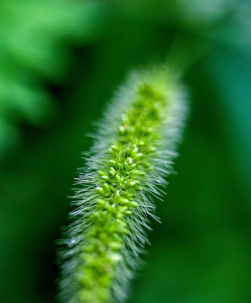 狗尾巴草的花语（探索狗尾巴草的花语）