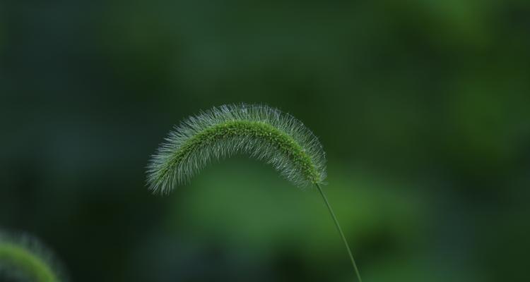 狗尾巴花的花语——爱与忠诚的象征（以狗尾巴花为主题）