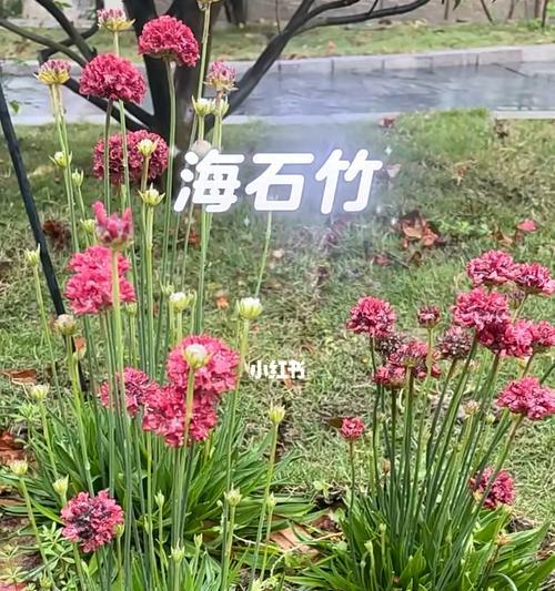 以海石竹的花语为主题的文章（用花语描绘海石竹的美丽与含义）