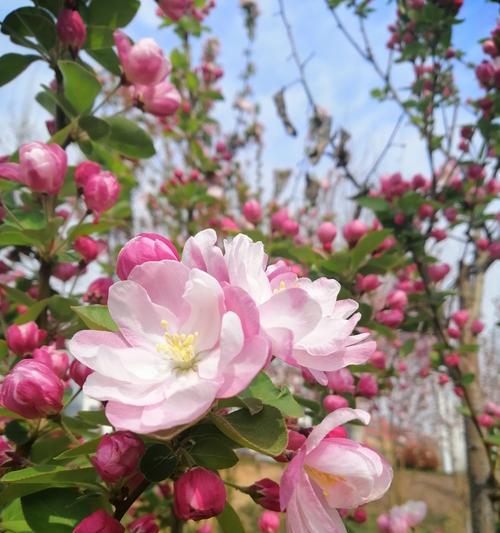 四季海棠花（探索四季海棠花的花语世界）