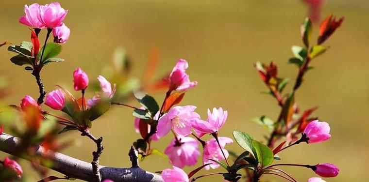 海棠花（传递高尚美德的芬芳）